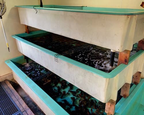 Ocean-fed fibreglass tanks holding live lobster